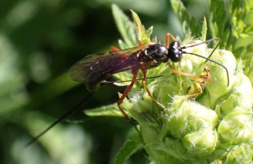Réf. 326 293 : Lissonota sp.